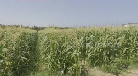 Businessman brings red corn back to hometown Gaza from China