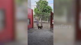 Friendly pet bulldog comforts child food vendors after long day of work