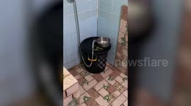 Green snake coils on top of bucket inside family's bathroom