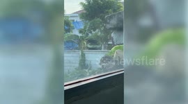 Monitor lizard crawls outside woman's window searching for way inside