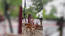 Cheeky deer tries to undress tourist and follows her around at wildlife park in Japan