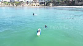 Baby seal climbs onto surfers's boards off California coast
