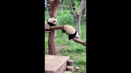 Playful panda cub slides down tree at Chinese zoo