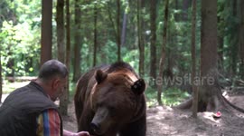 Watch this brown bear casually eat sweets from man's hand