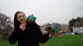 NEW FOOTAGE: Meet the couple who keep giant PARROTS as pets which they have to take for daily walks