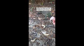 'Goanna got her good' - Woman gets her finger bitten while trying to feed curious reptile