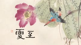 24 Solar Terms: Xiazhi