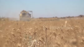 Syria could have better wheat harvest without obstruction from U.S., its allies, says official