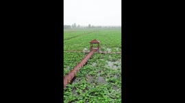 A glimpse of lotus garden in E China