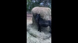 Tiny pony tangled up in net freed by owner in North Carolina