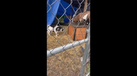 Goats Argue Over House Ownership