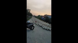 A flock of more than 50,000 ducks crossed the road and covered the road, making everyone on the road stop and wait.