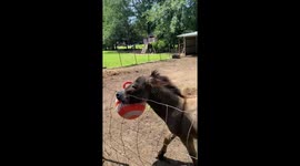 Donkey can't contain its excitement as it plays with inflatable ball