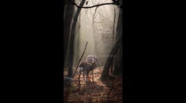 Dispute Between Deer
