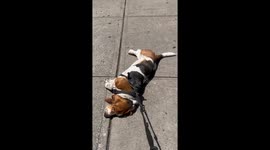 Flat Basset Mode: Activated