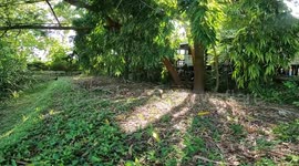 Drone follows wild monitor lizard as it explores garden of abandoned house