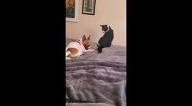 Cat Grooms Her Dog Friend
