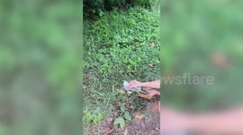 Kindergarten teacher removes gecko stuck in glue flytrap before releasing it into the garden