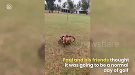 Huge Coconut Crab Snaps Golf Club in Half
