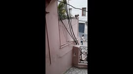 A cat try to go to inside the net which is cover a house balcony.