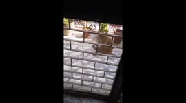 Two monkey eat the food (puffed rice) in the balcony of my house.