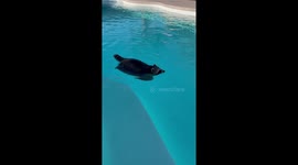 Swimming Raccoon Sounds Like a Little Motorboat