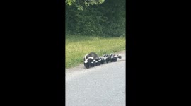 Mama And Her Nine Baby Skunks