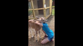 Hugs From An Antelope