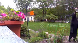 Black Bear Visits Backyard
