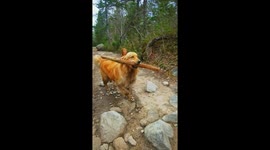 Golden Retriever Shows Off Stick Collection