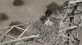 Electricity workers uncover black stork family nesting on pylon