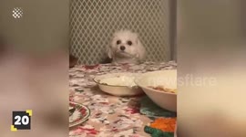 Funniest Pet Moments #2