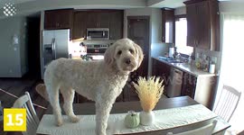 Funniest Pet Moments #1