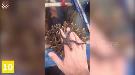 Amazing Creepy Crawlies