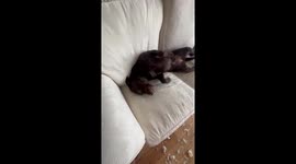 Guilty labrador gets caught by owner after destroying sofa