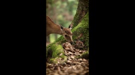 Doe Dotes on Her Fawn in Nara Park
