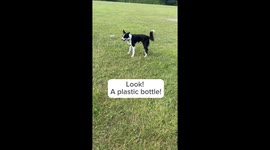 Dog Helps Clean Up Litter