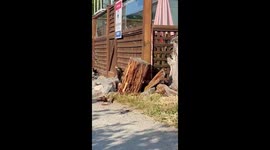 Pileated Woodpecker Hammers On Old Tree