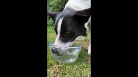 Adorable moment dog blows water bubbles into glass bowl