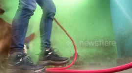 Dogs Follow Worker Around to Avoid Getting Wet