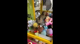 CUTE! Cat gets inside claw machine and kneads stuffed animals