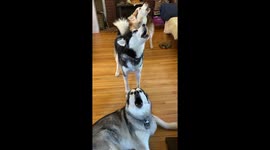 My Alaskan Malamutes started howling in formation as if to announce summer solstice