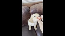 Golden Retriever Puppy Eats a Strawberry