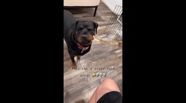 That was close! Rottweiler narrowly escapes snake bite