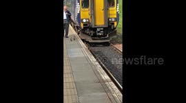 UK train slows down to allow mother duck on rail tracks to reunite with ducklings