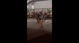Hilarious cat battle: fierce felines engage in a paws-on standoff!