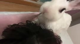 Funny and weird moment rabbit nibbles and eat owner's hair