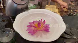 Taiwan compatriot explores lotus industry on Chinese mainland