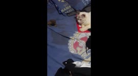 Cat owner finds pet sharing cozy bed with frog