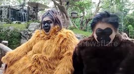 Zookeepers dress as monkeys in bizarre training exercise for escaped animals